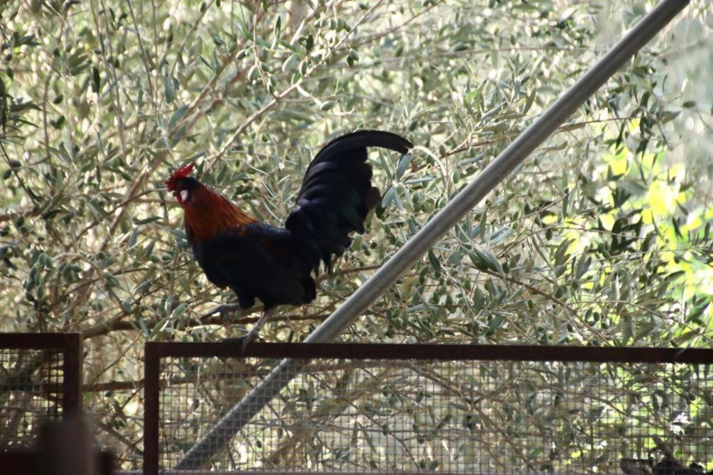 Agriturcostabaira Villa Caltagirone Buitenkant foto